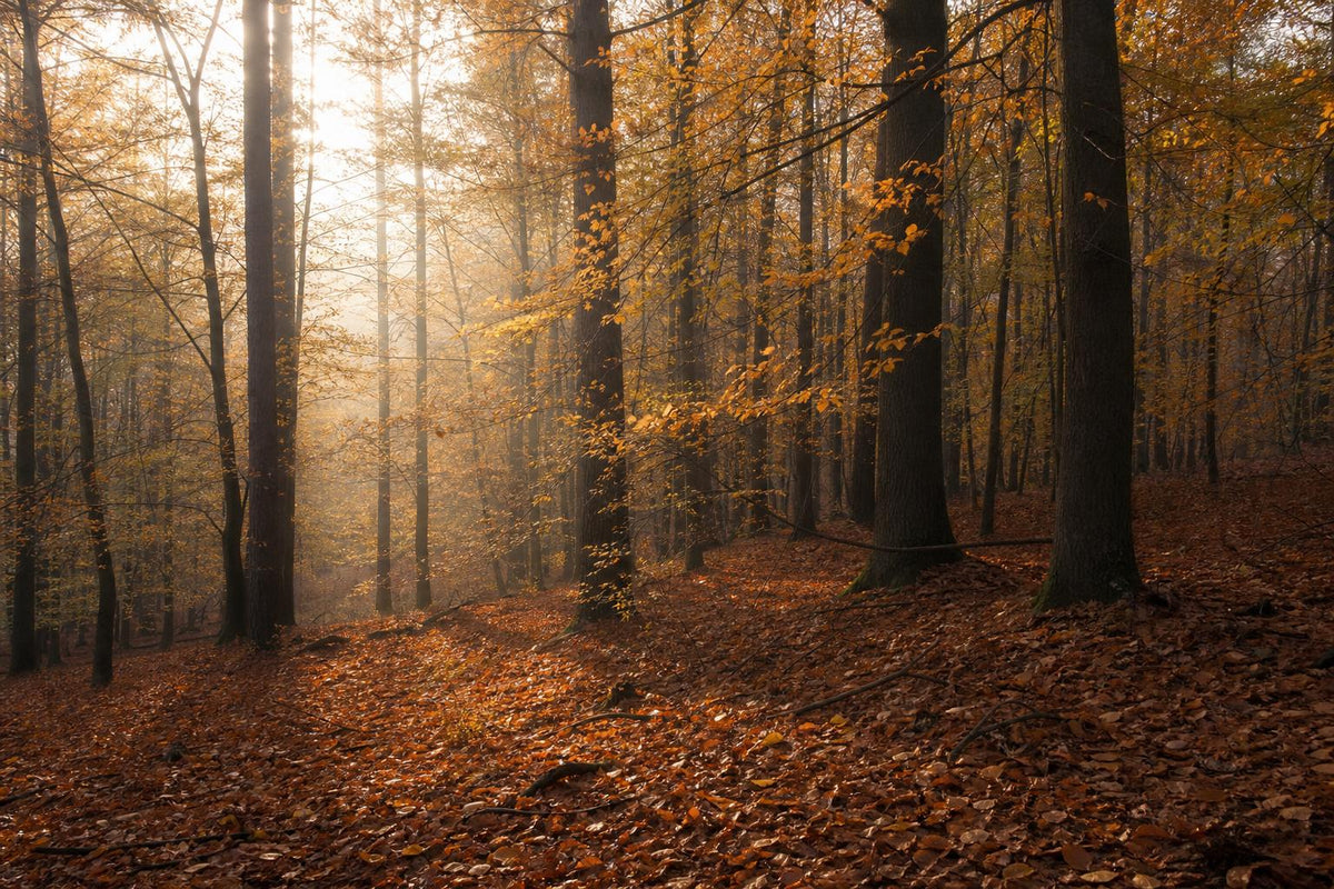 Maximize Autumn Immunity with Vitamin C and D