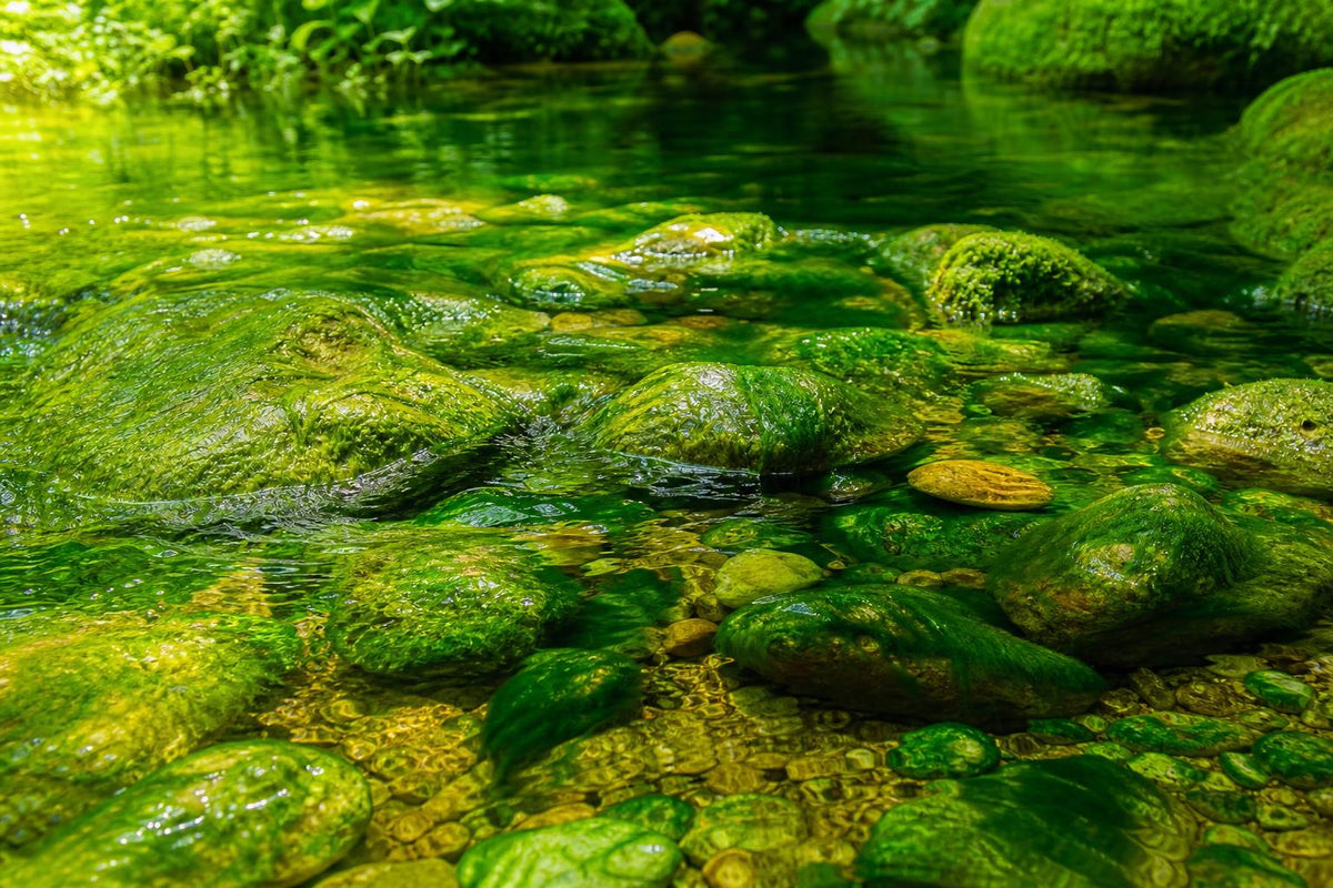 Exploring Spirulina: A Green Superfood's Profile